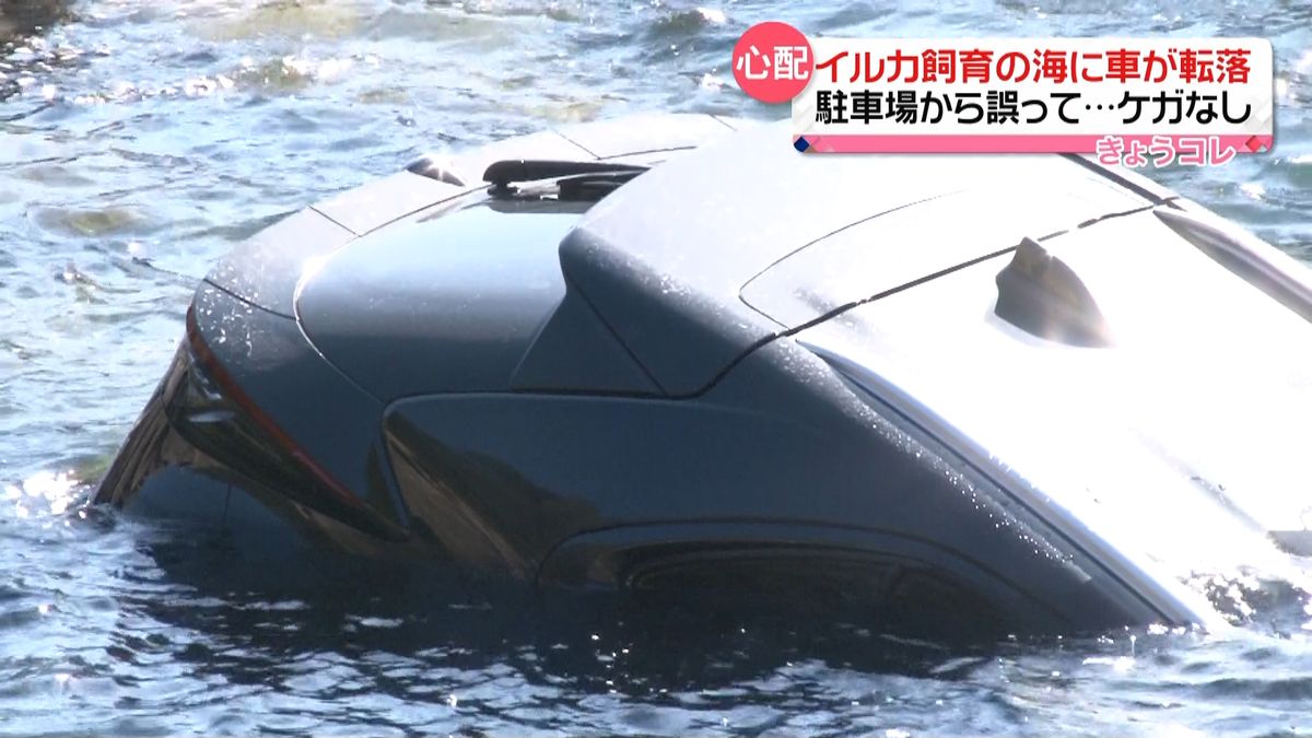 イルカ飼育の海に車が転落…影響は　静岡