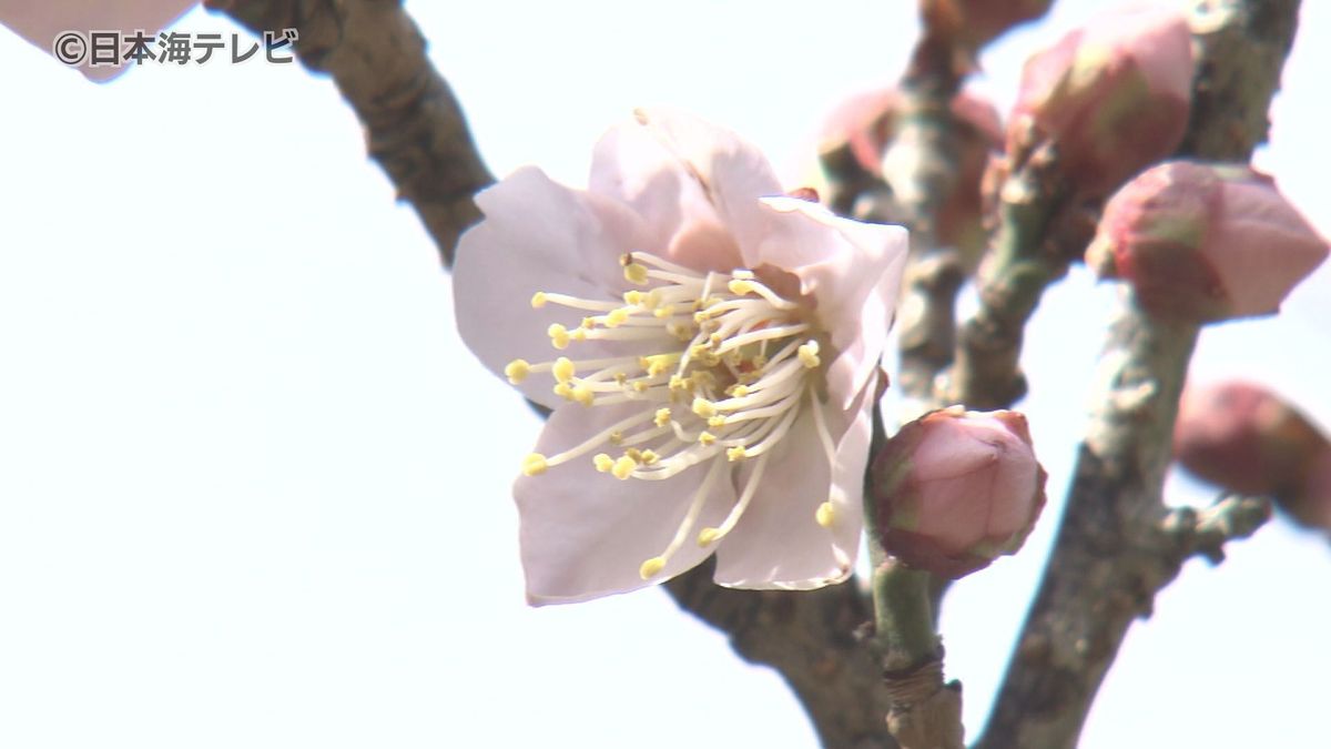 ぽかぽか陽気に包まれた山陰地方　松江城山公園では梅の木に小さな花が咲き始める　週末にかけての気温が上がる見込み