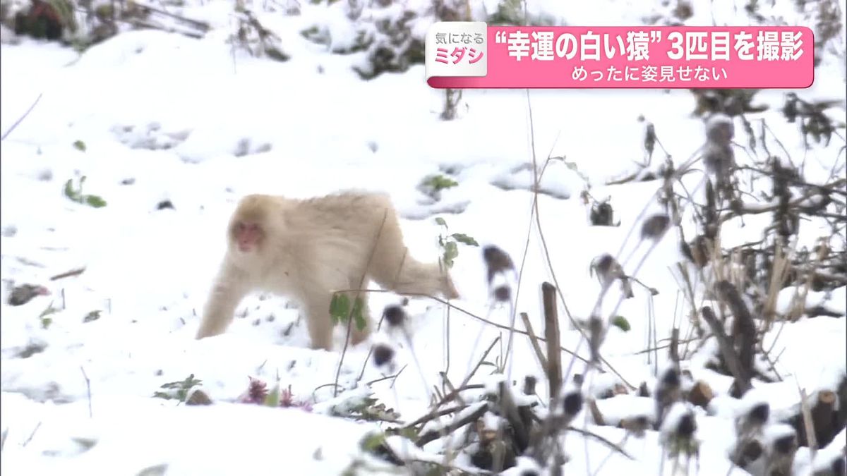 “幸運の白い猿”3匹目を撮影　めったに姿見せず…山形・米沢市