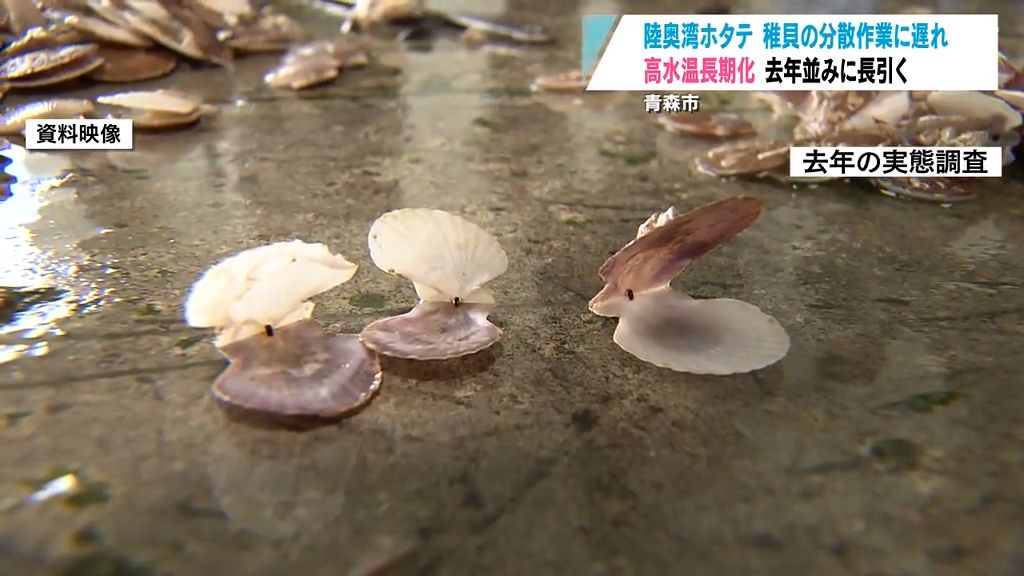 長引く高水温で陸奥湾ホタテの稚貝は疲弊か　「去年よりは良いような…」