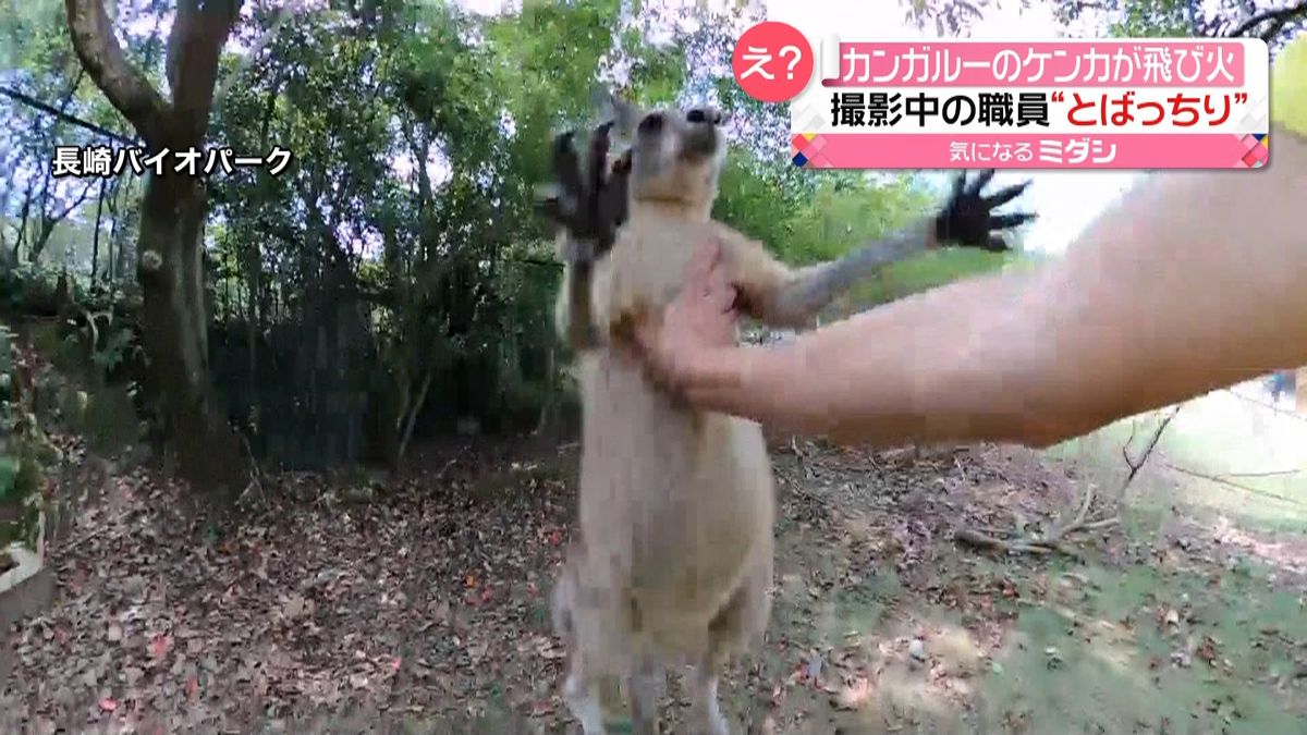 “我を忘れて”カンガルーのケンカが飛び火