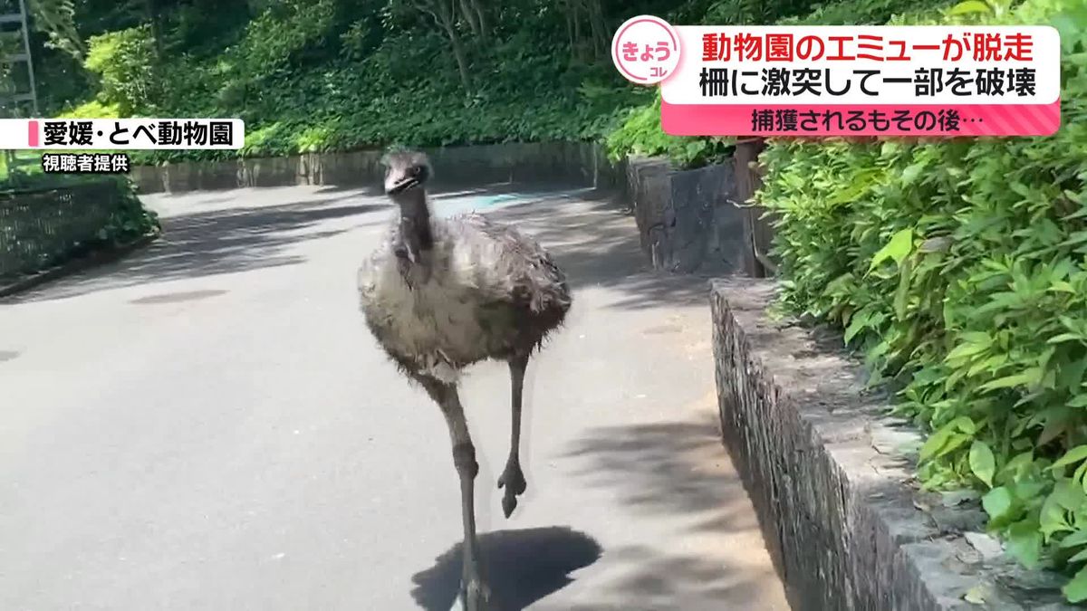 とべ動物園の「エミュー」脱走　柵に激突　捕獲されるもその後…　愛媛・砥部町