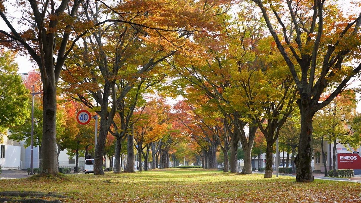 ＜商業団地の紅葉　仙台＞