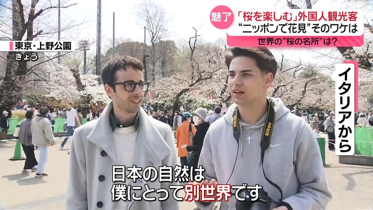 “ニッポンで花見”　外国人観光客に聞いた「日本の桜」の魅力
