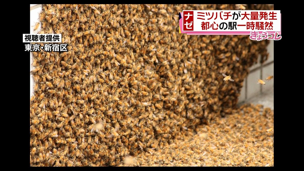 ＪＲ高田馬場駅近くでミツバチが大量発生