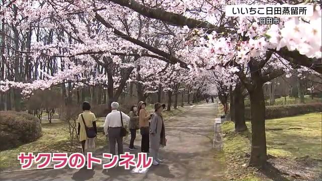 満開のサクラとお酒　1700人が楽しむ　恒例の春の蔵開き　いいちこ日田蒸留所　大分