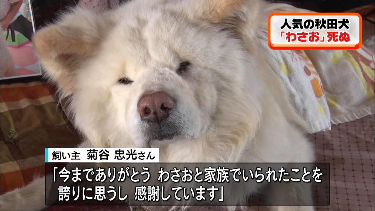 秋田犬「わさお」死ぬ “ぶさかわ”で人気（2020年6月8日掲載）｜日テレNEWS NNN