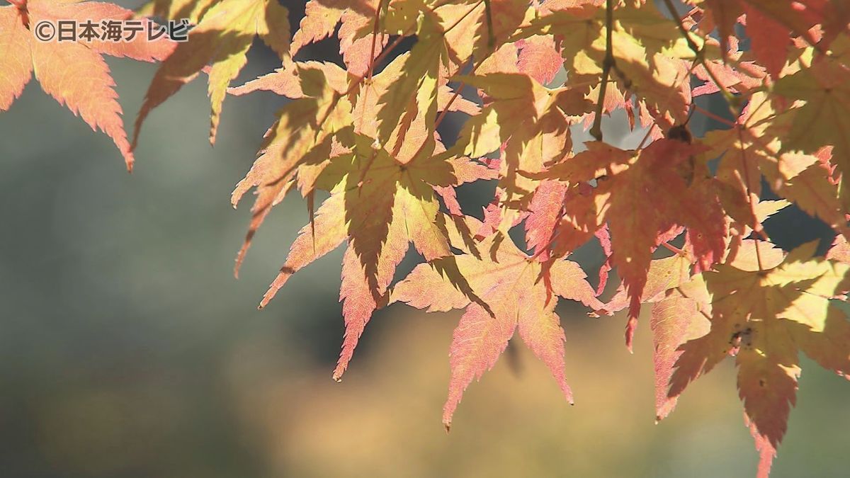 日本庭園・由志園で紅葉が色づき始める　夜にはライトアップも　島根県松江市