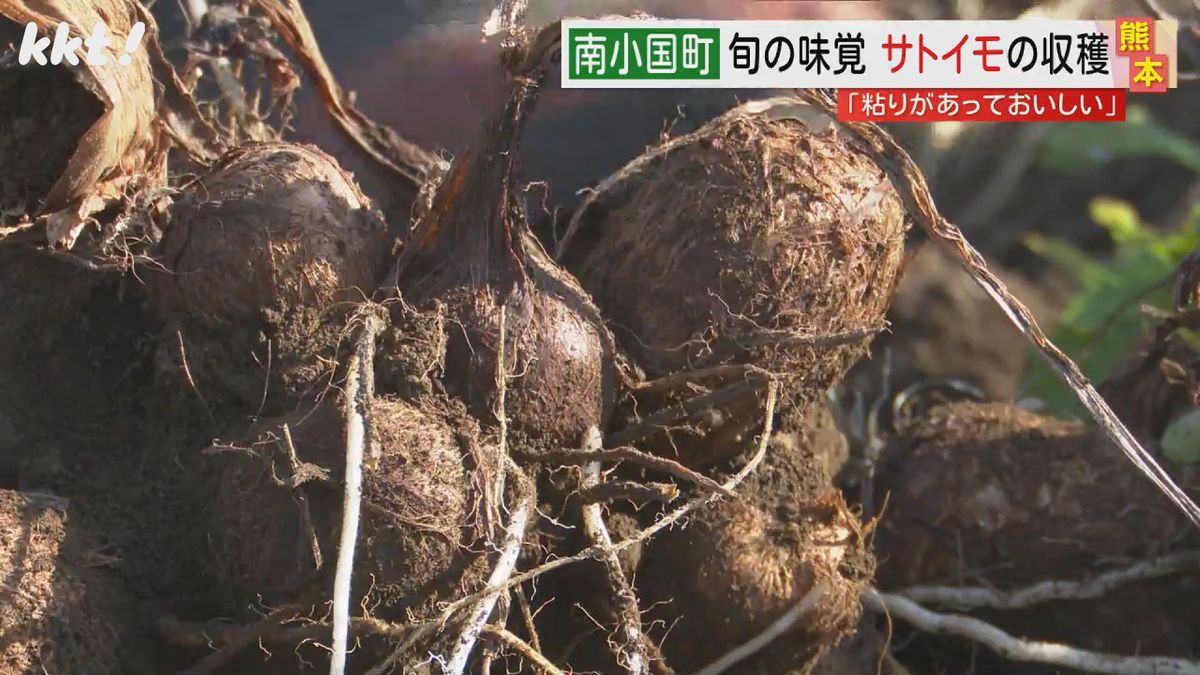 ｢粘りがあっておいしい｣南小国町で旬のサトイモ収穫