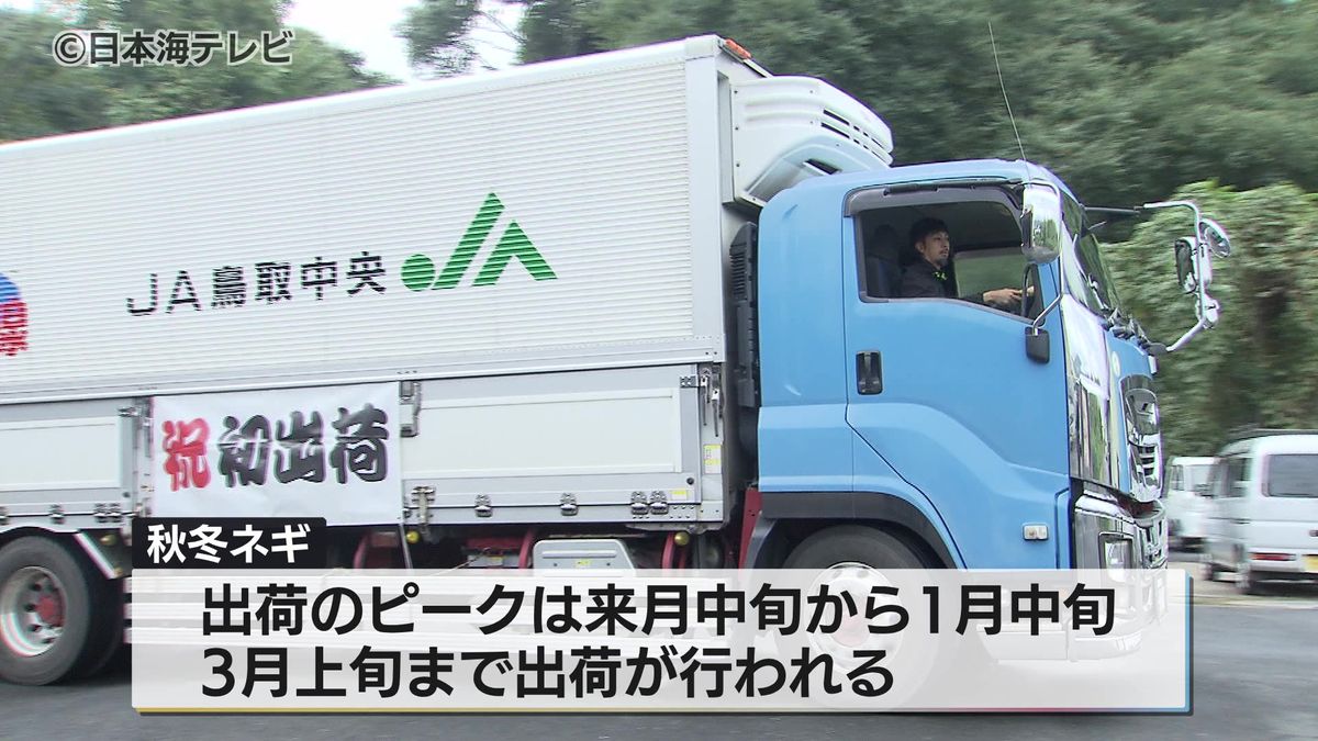 「みんなにおいしいネギを届けたい」　白ネギの出荷式　厳しい暑さの影響で平年と比べ少し遅れ気味の出荷に…　鳥取県