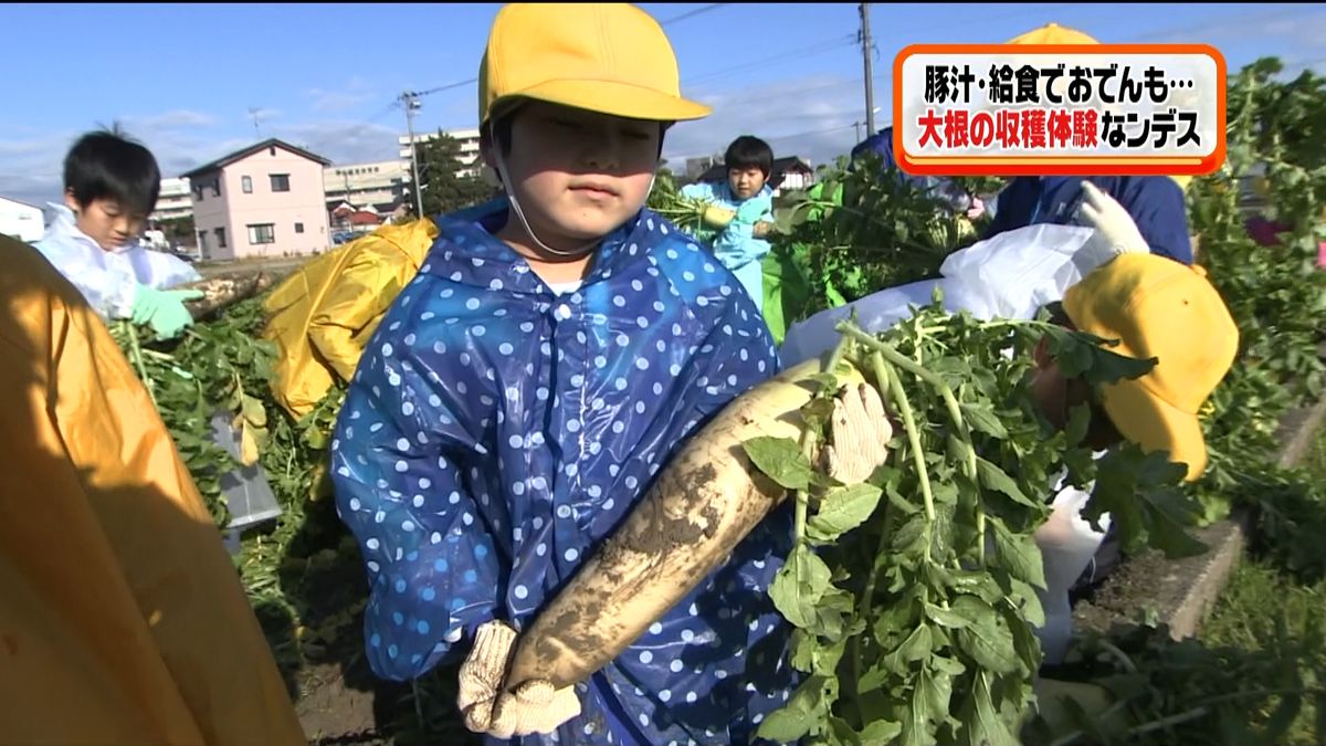 小学生がダイコン収穫を体験　富山・高岡