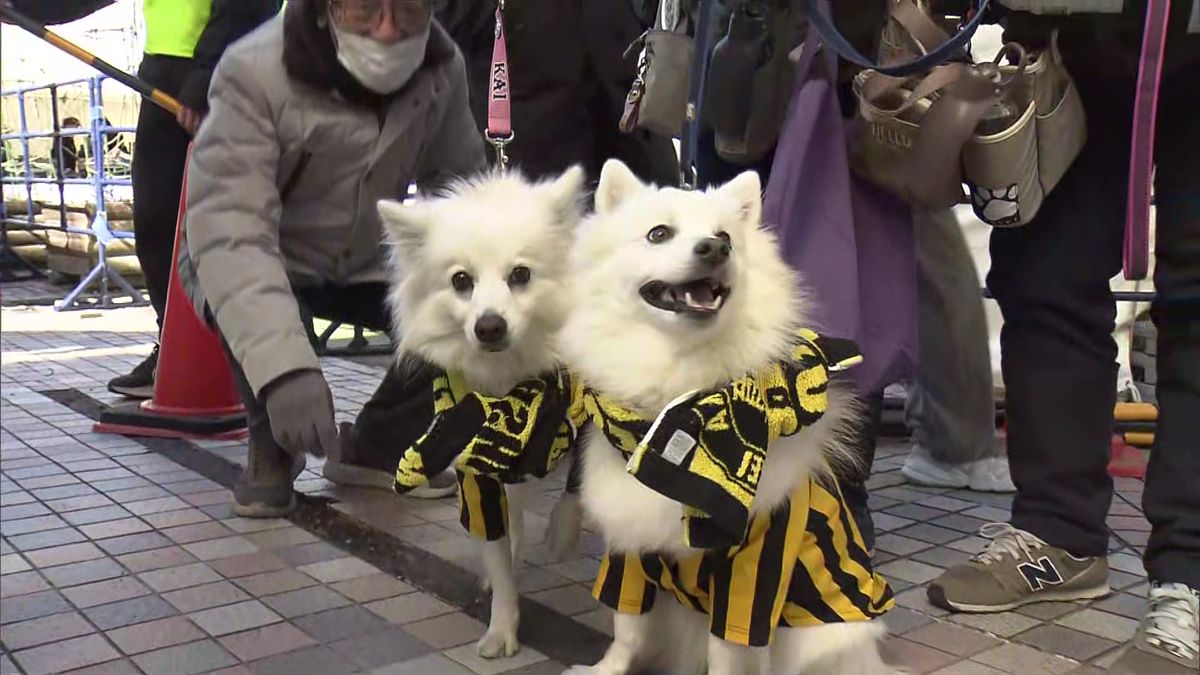 犬もユニホームを着てパレードへ