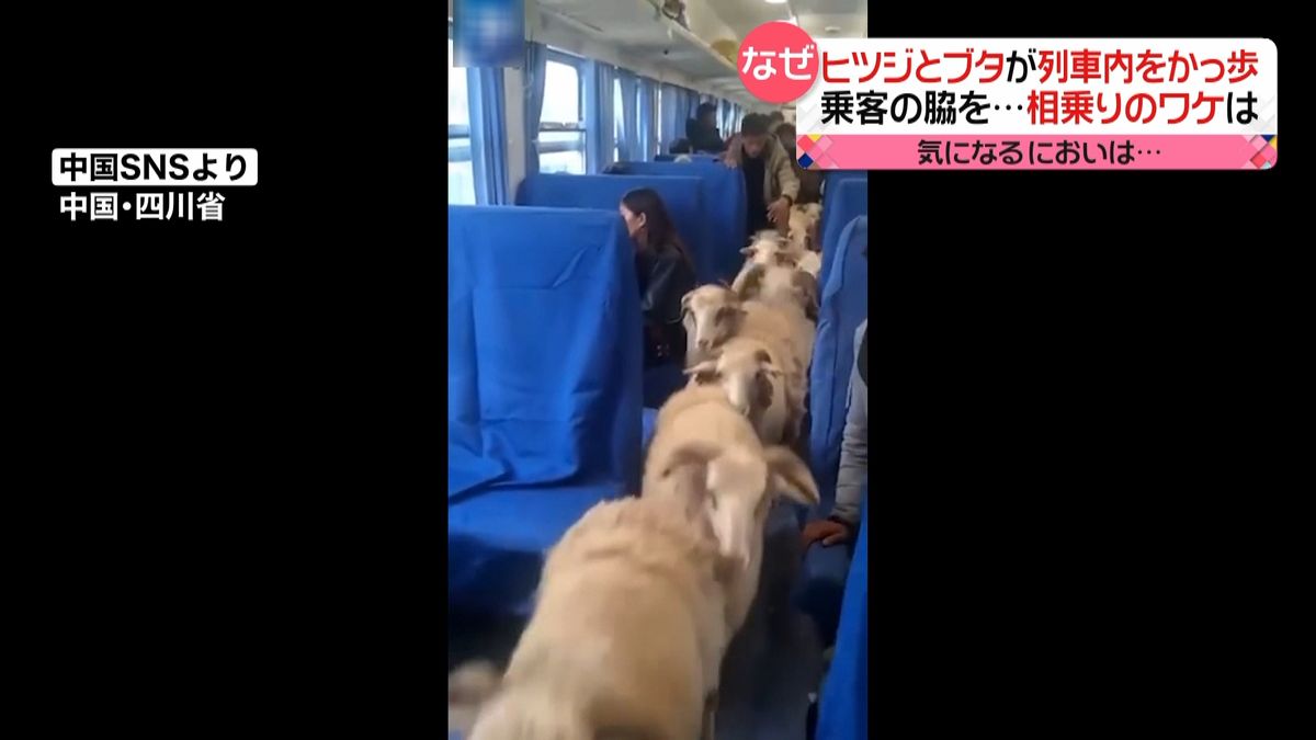 中国の列車にヒツジとブタ　相乗りのワケは