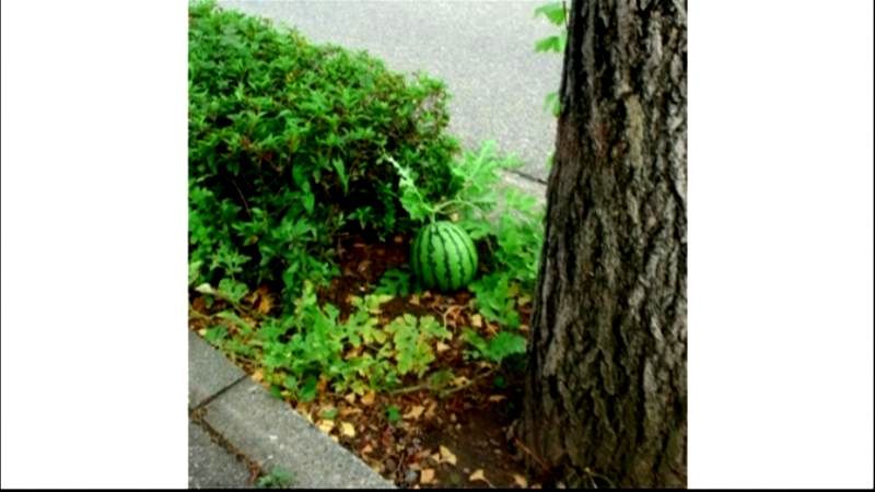 金沢市の街路樹の下にスイカ！お味の程は…