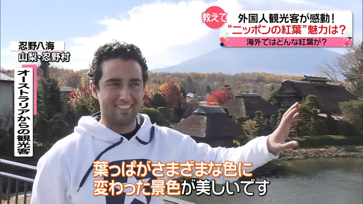 見頃迎えた“日本の紅葉”　外国人観光客が語る魅力は？
