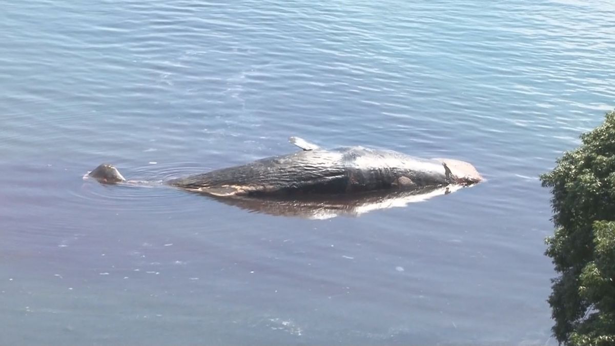 長島町で死んだマッコウクジラ 全長14.5ｍのオスと判明　町が早急に処分方法を検討