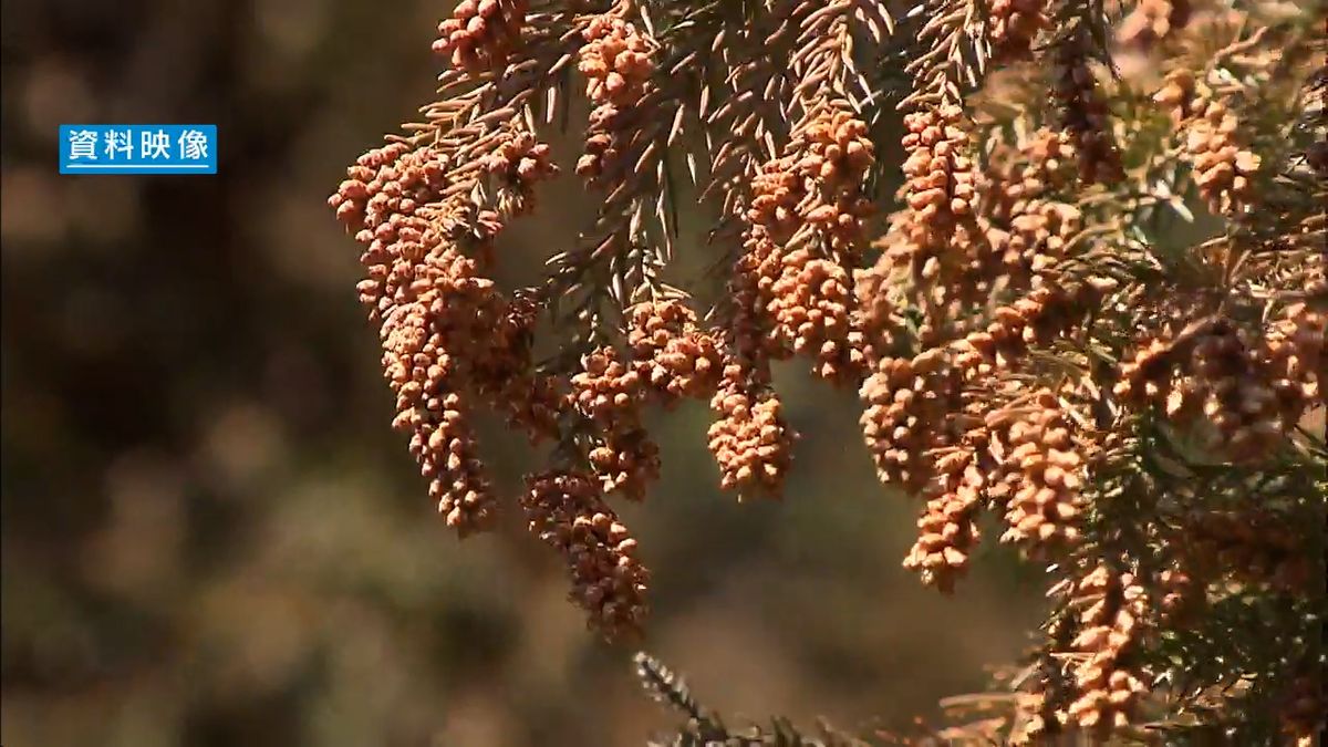 スギ花粉 甲府で今年初の飛散を確認 今シーズンの飛散量は去年の半分程度か 山梨