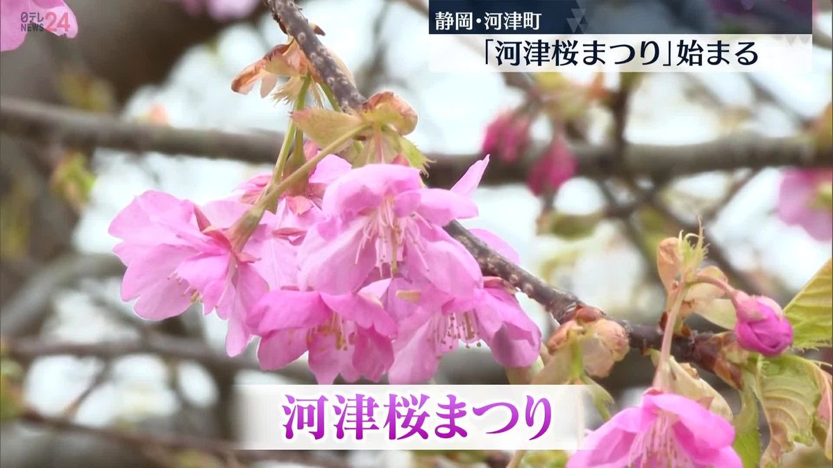 一足早い春の訪れ「河津桜まつり」始まる　静岡・河津町