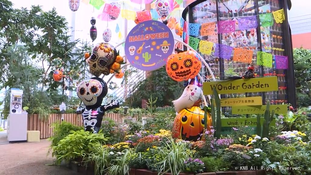 秋の花「キク」でハロウィーンを演出　砺波