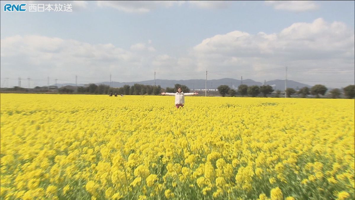 春はすぐそこに！菜の花が見ごろ　笠岡市