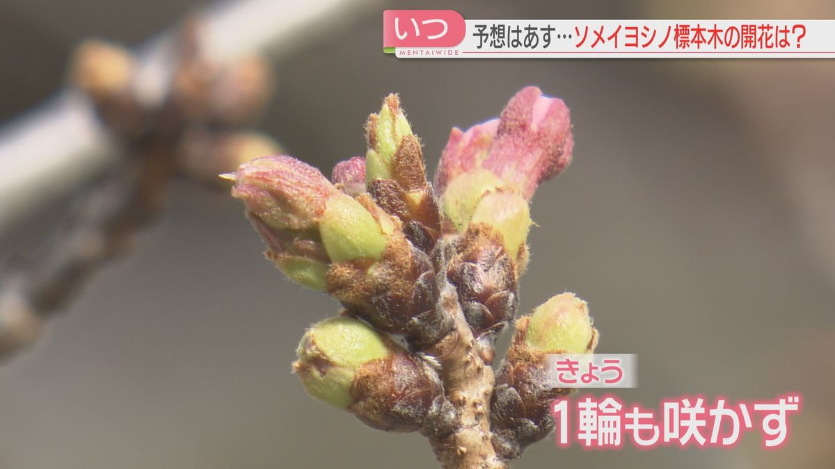 まもなく花見の季節　桜の標本木は