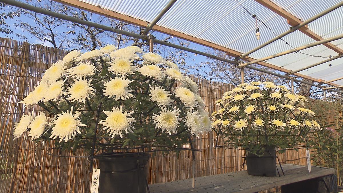 秋を彩る菊　桜の名所で恒例の「大菊花展」　圧巻！夏の暑さに負けず苦労して育てた大輪の花　