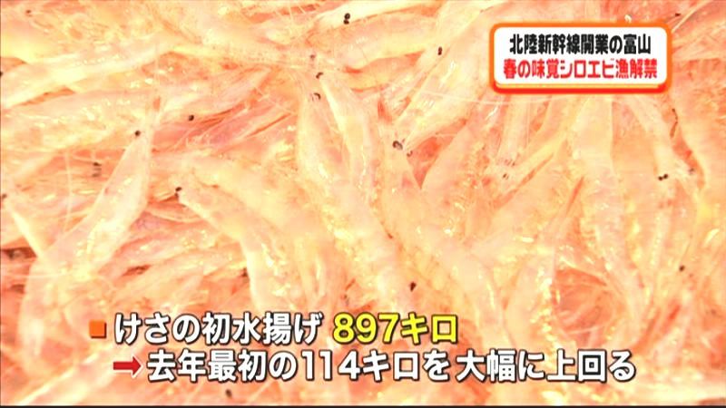 富山湾で春の味覚シロエビ漁解禁　射水市