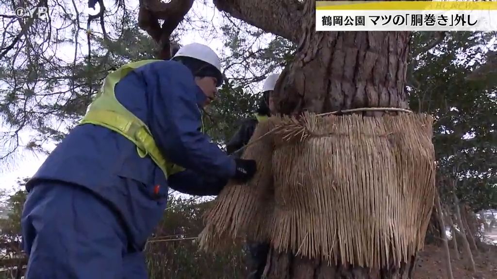 春の足音近づく　冬の間マツの食害防いだ「胴巻き」外し　山形・鶴岡市の鶴岡公園で