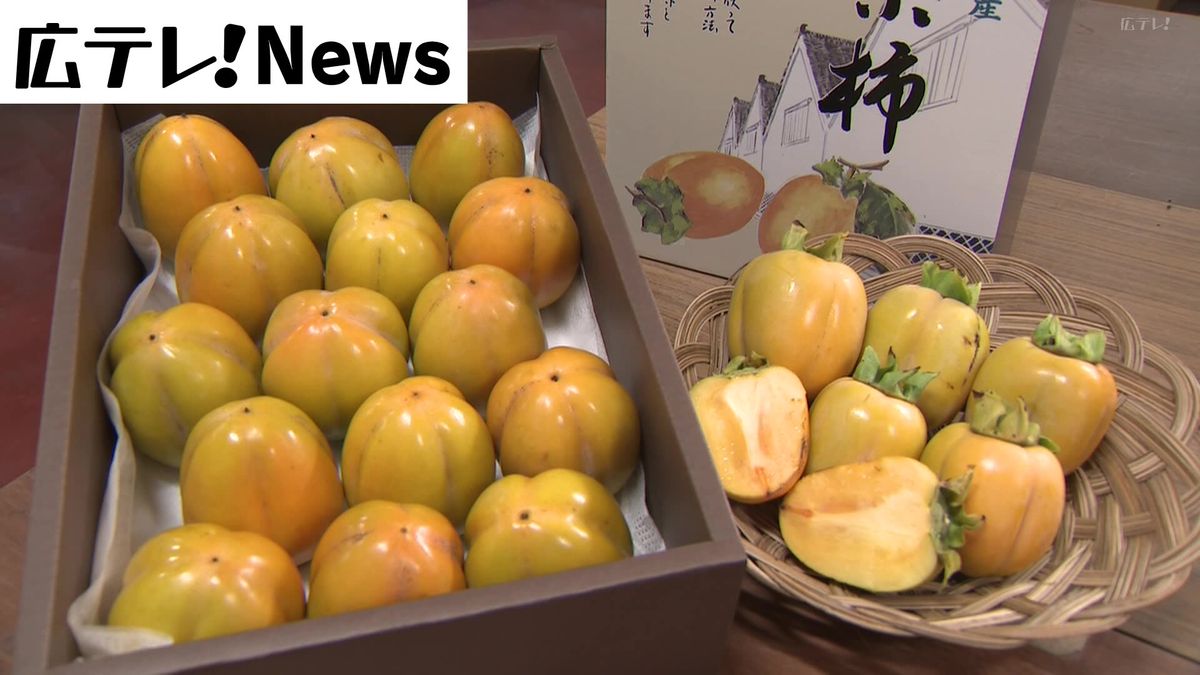 西条柿の出荷が最盛期　糖度は１８度で甘い柿に　広島・東広島市