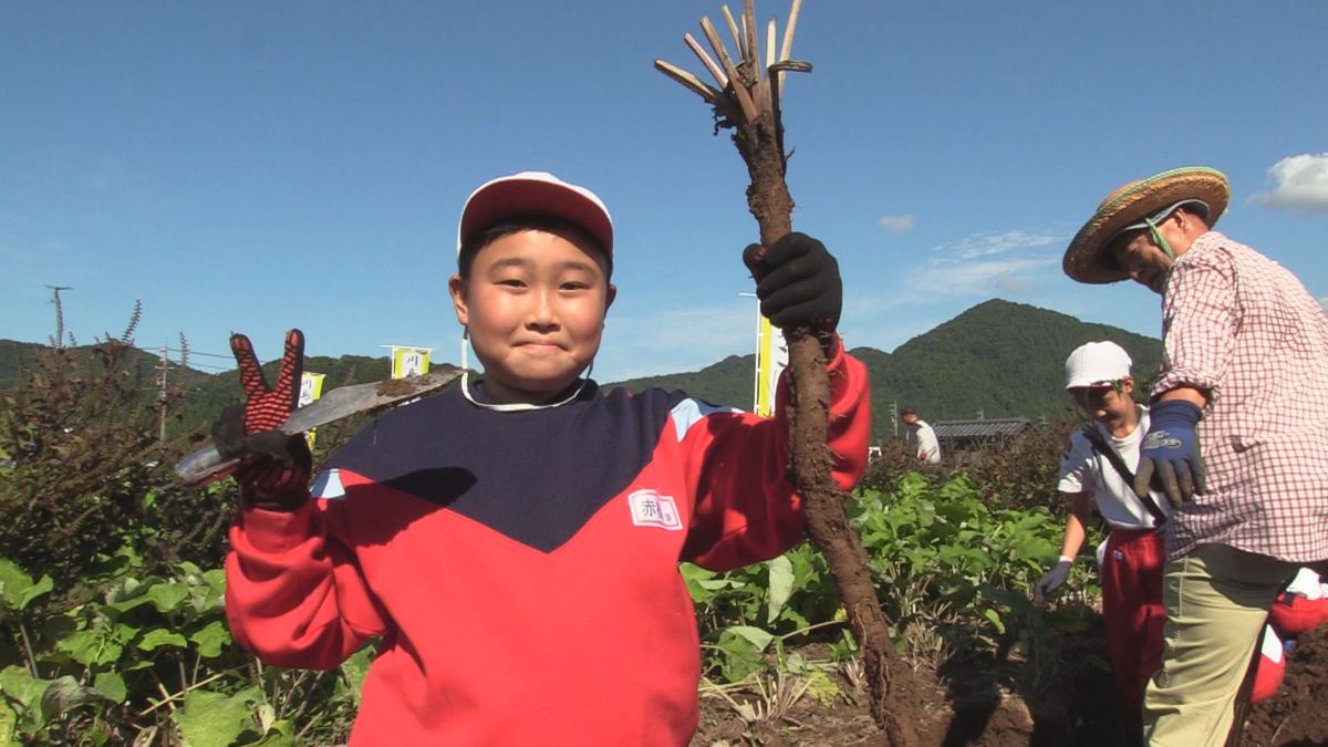 太くてやわらかい鯖江市の伝統野菜「川島ごぼう」を児童が収穫 味噌汁や煮物料理に