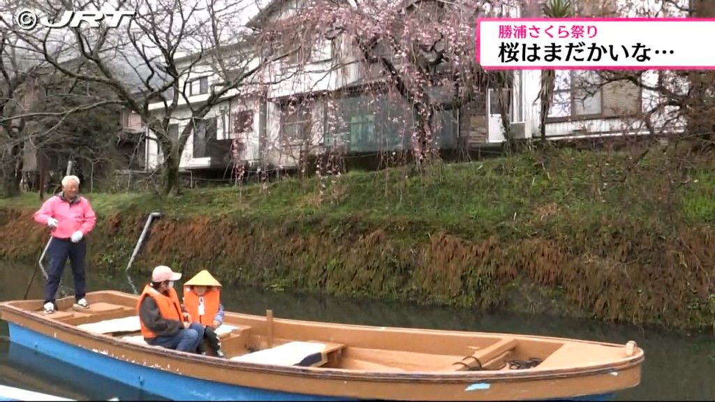 「桜はまだかいな…」勝浦町でさくら祭り始まる【徳島】