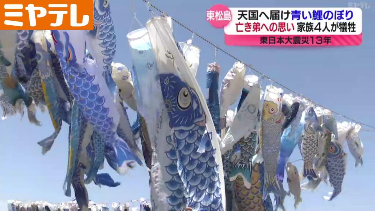 青い鯉のぼり　宮城・東松島