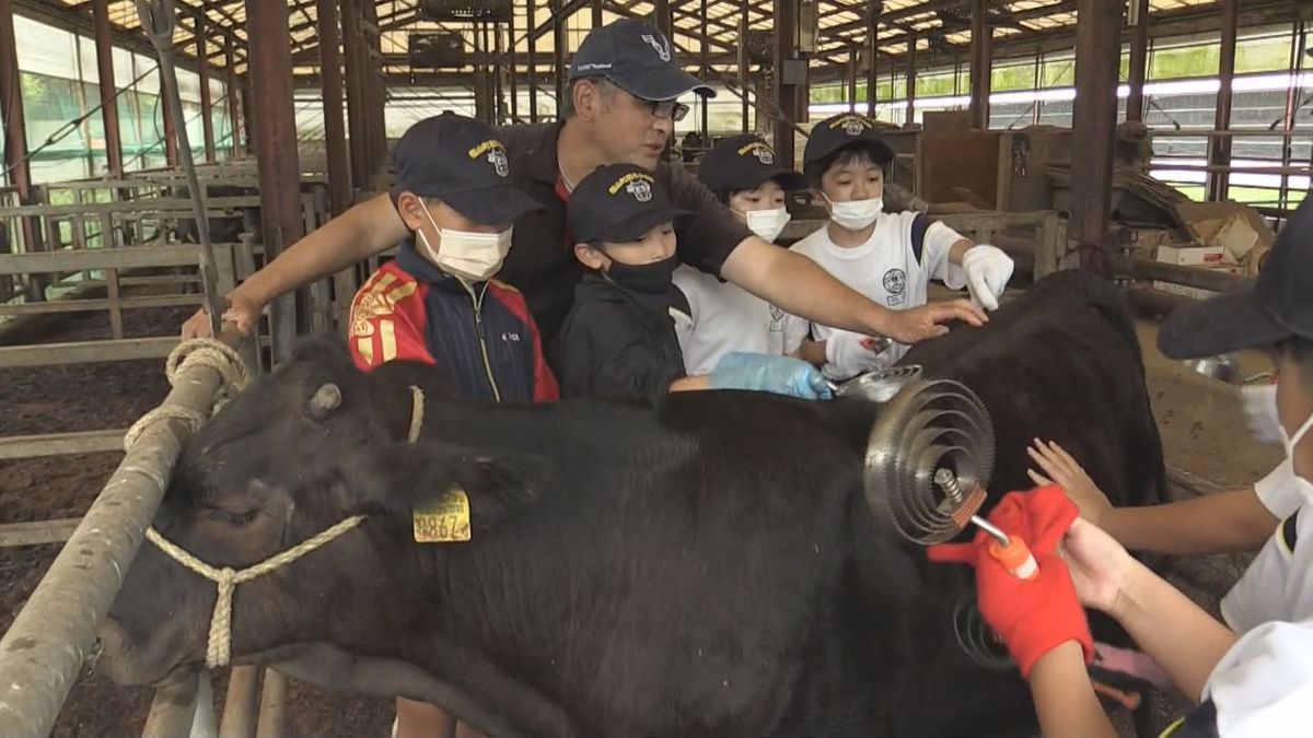 福山町和牛少年隊　畜産のまち霧島市福山町で結成　小学生が畜産農家の体験学習　牛にエサやりや清掃　
