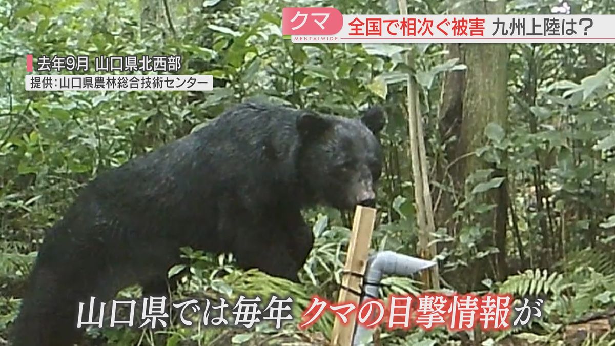 全国で相次ぐクマの出没　福岡の隣・山口県下関市でも　九州上陸の可能性「ゼロではない」