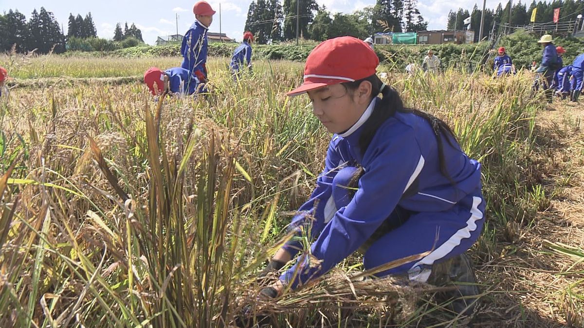 田んぼアートの稲刈りや脱穀作業　山形県内の小学生が挑戦　コメ作りの過程を学ぶ
