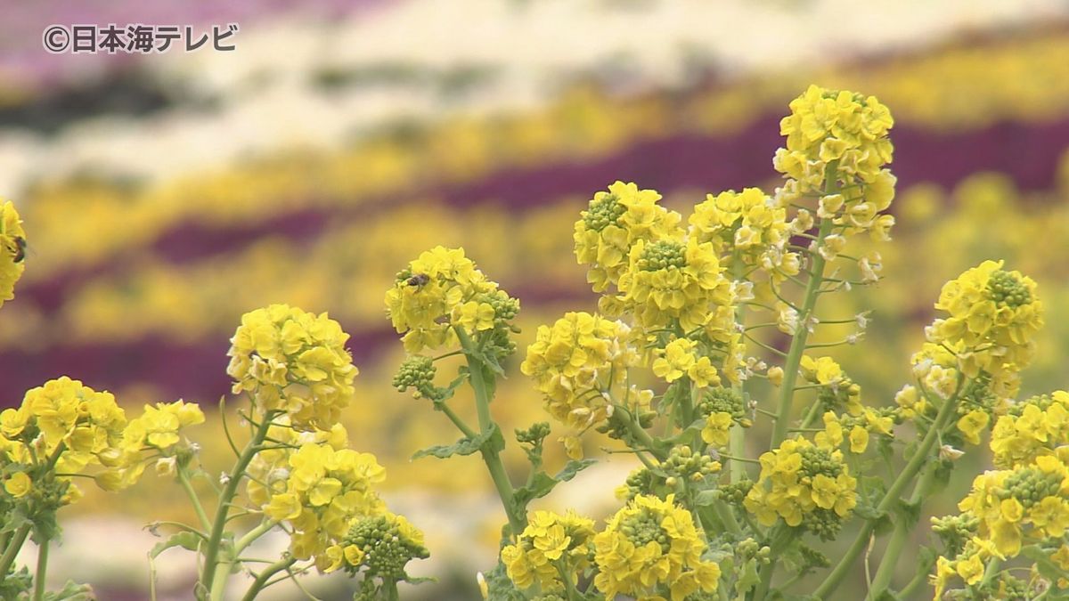 山陰各地で今年1番高い気温を記録　約2000本もの菜の花が開花のピーク　春を思わせる花が咲き誇る　島根県出雲市