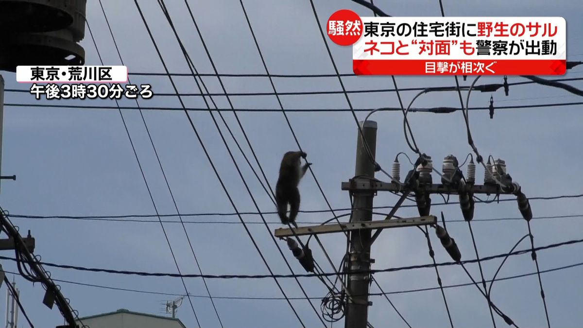 東京の住宅街にサル出没　警察が出動も…