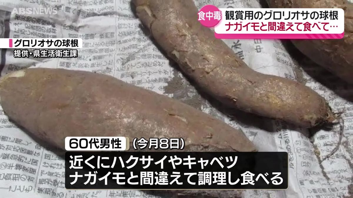 「ナガイモと間違えて食べた」家族が観賞用に育てていた有毒植物グロリオサの球根で食中毒　近くにはハクサイやキャベツ　秋田県