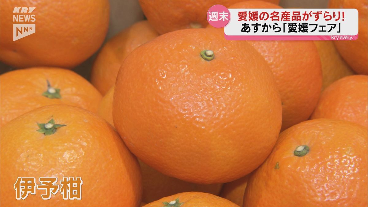 伊予柑食べて、いい予感…？山口県内のスーパーで「愛媛フェア」