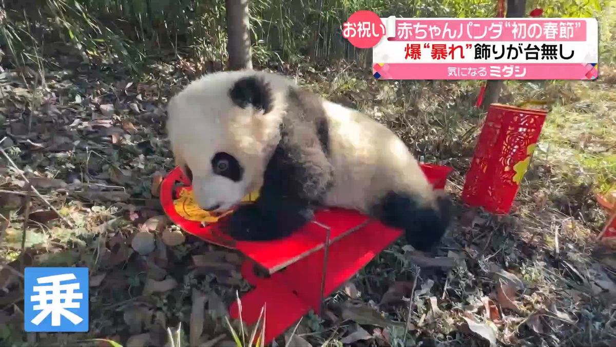 “初の春節”迎える赤ちゃんパンダ10頭　記念撮影で“大暴れ”　中国