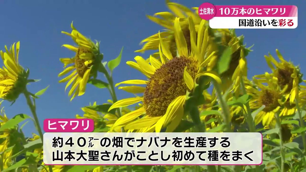 『これだけあると壮大な感じ！』土佐清水市の国道に約10万本のヒマワリ【高知】