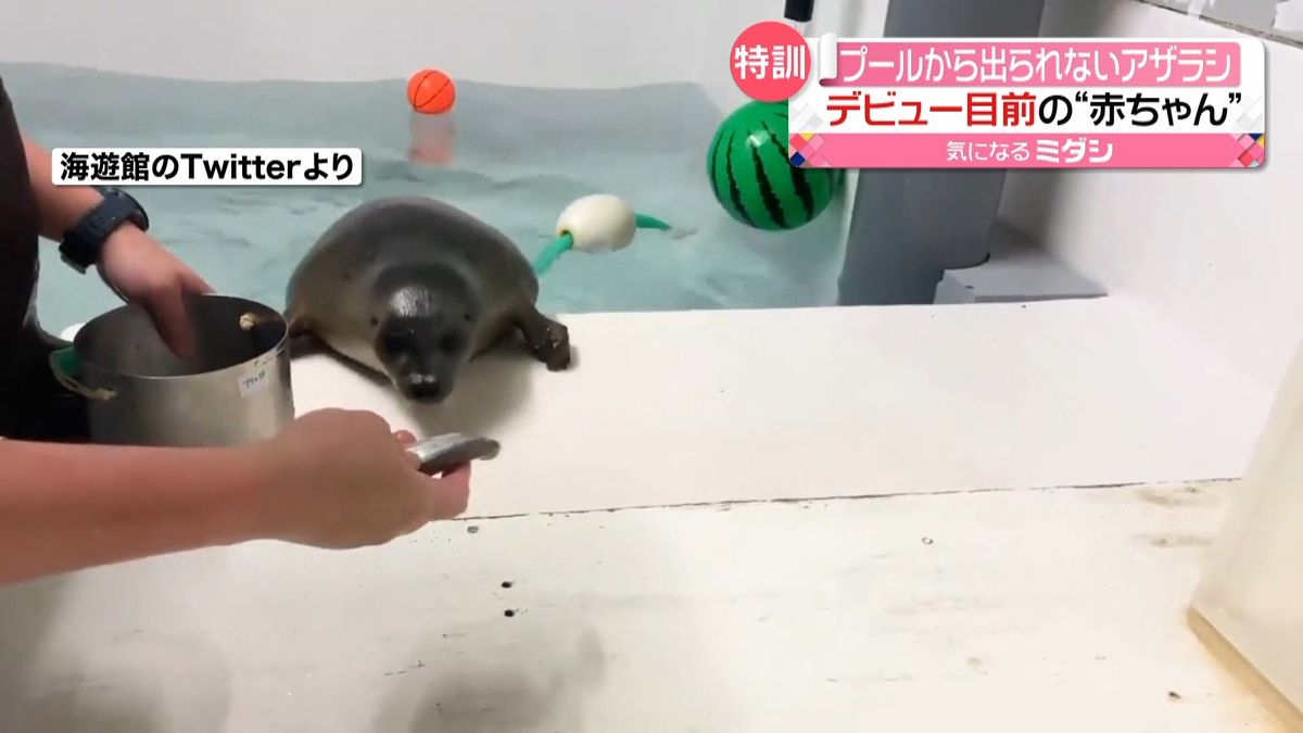 デビュー向け…赤ちゃんアザラシの“訓練”