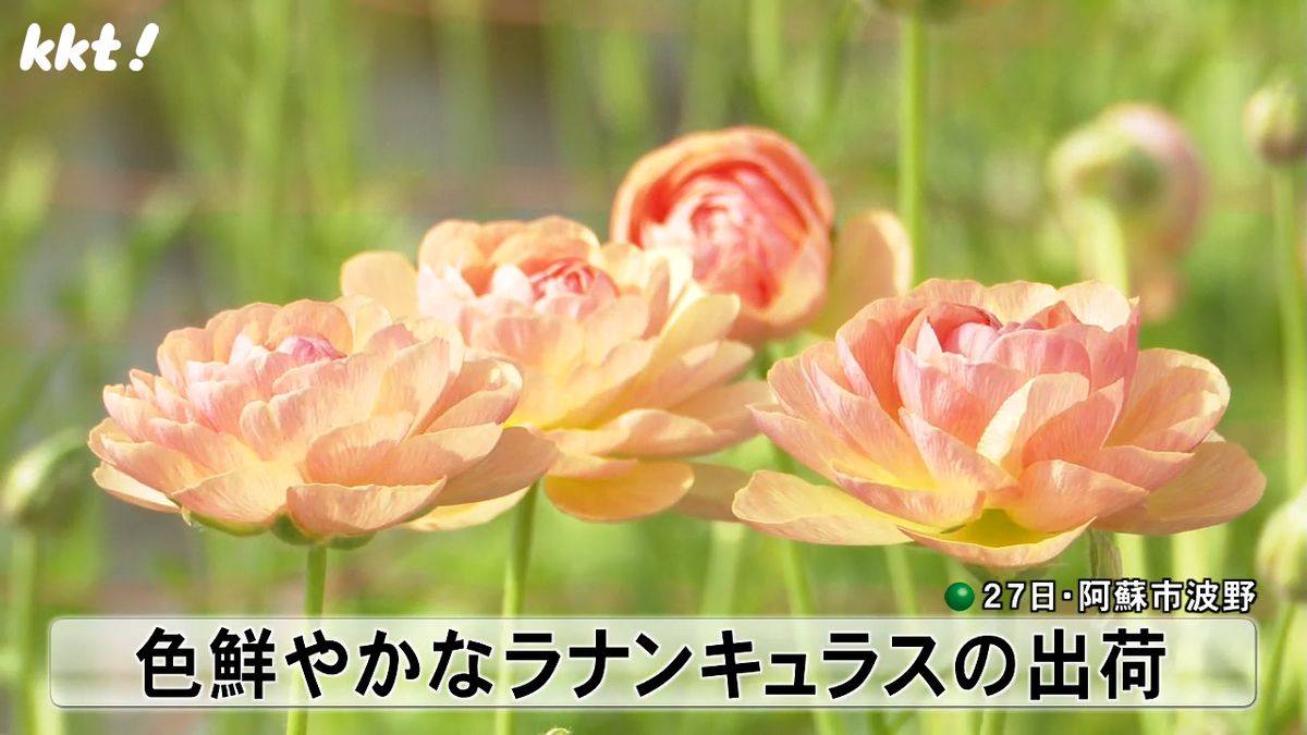 幾重にも重なる色鮮やかな花びら ｢春の訪れ告げる花｣ラナンキュラスの出荷 阿蘇市