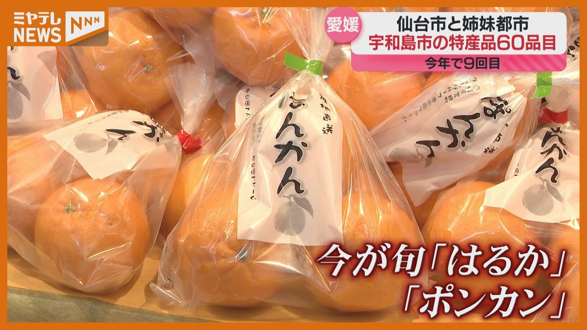 「美味しかったので一箱」宇和島市の特産品フェア　仙台・秋保ヴィレッジで開催〈2月24日まで〉