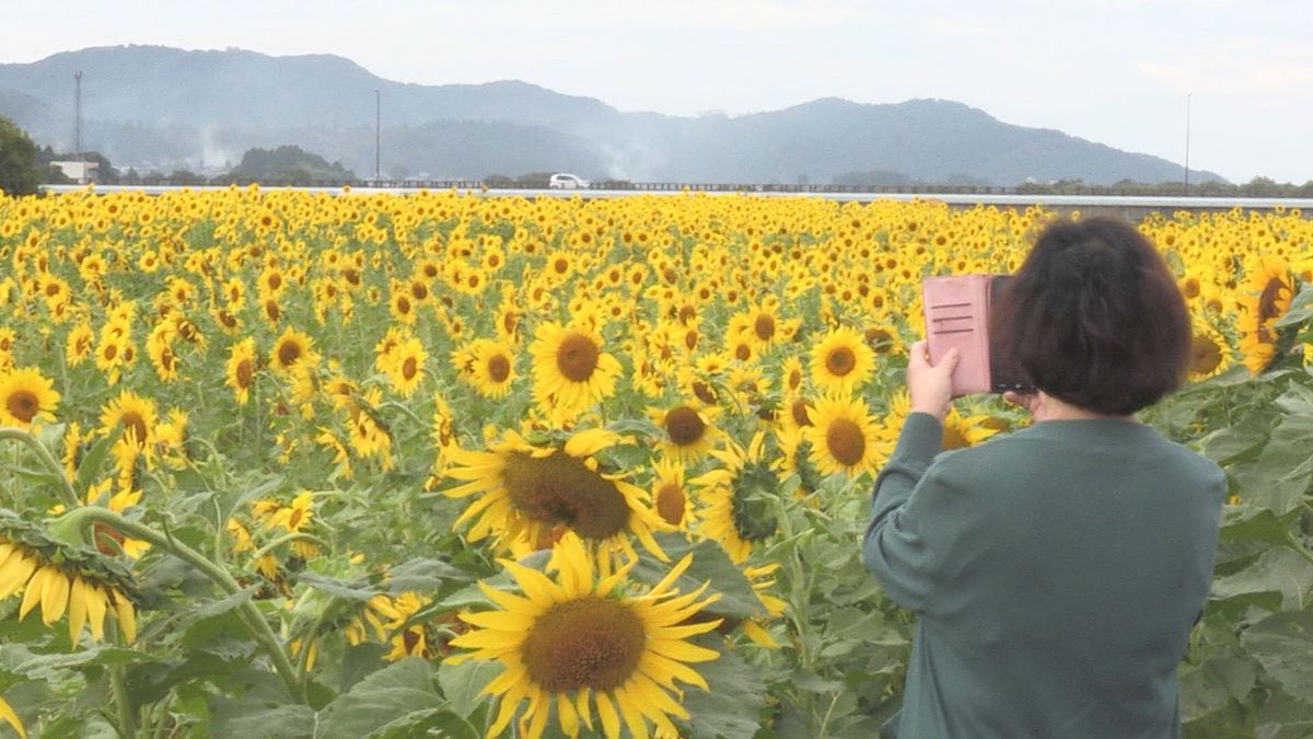 永平寺町で季節外れ4万本のヒマワリが見ごろ ドライバーの目を楽しませる