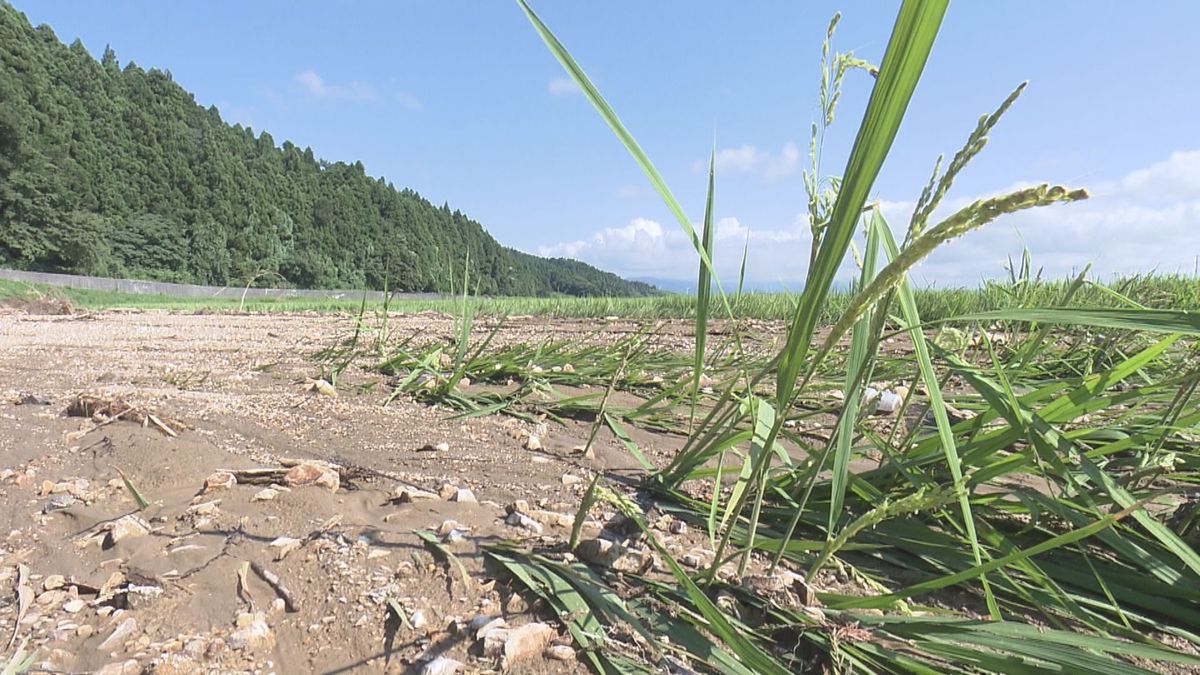 大雨による山形県内の農林水産被害額273億円　風水害として過去最大　だだちゃ豆も4割減