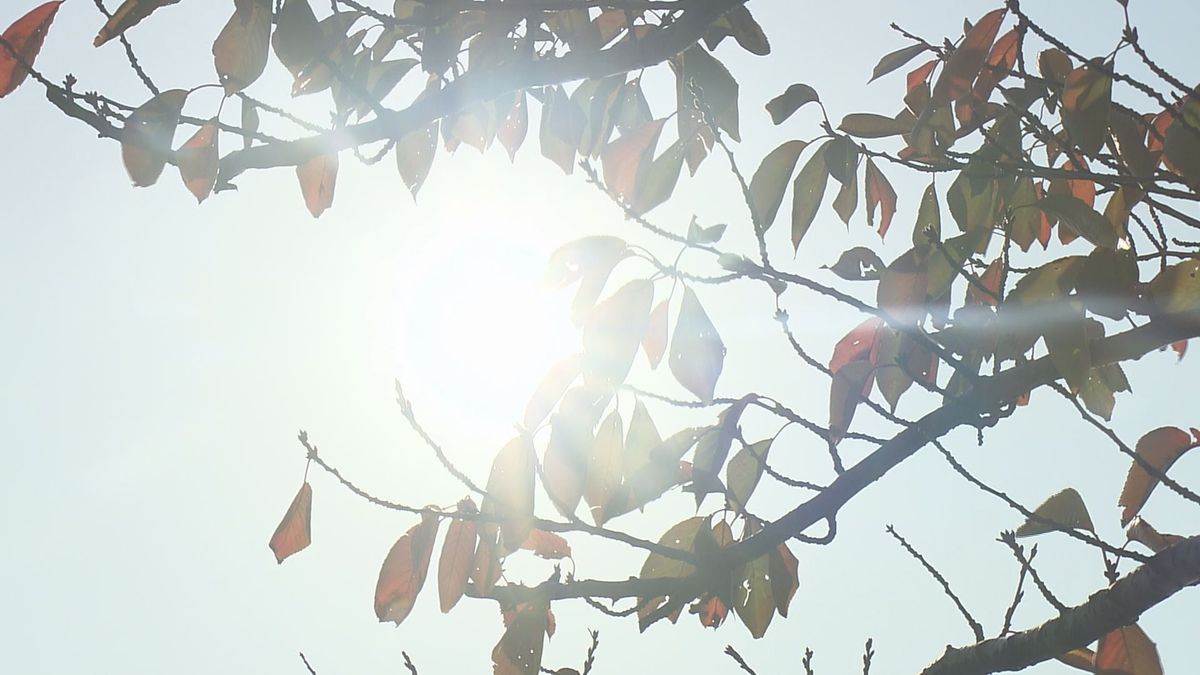 11月なのに山形県内は「夏日」を観測…冷やしラーメン店では「暑いと売れる」と客足好調