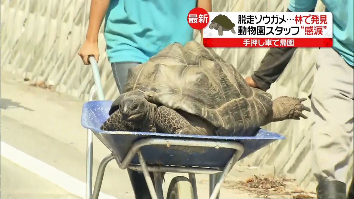 動物園から逃走「ゾウガメ」親子が発見