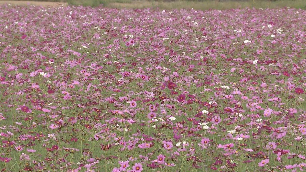 稲刈り後の田んぼに色鮮やかなコスモス15万本　今が満開　三重・御浜町