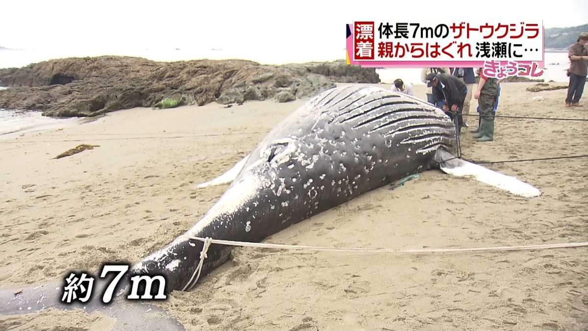 今度は長崎市…ザトウクジラ打ち上げられる